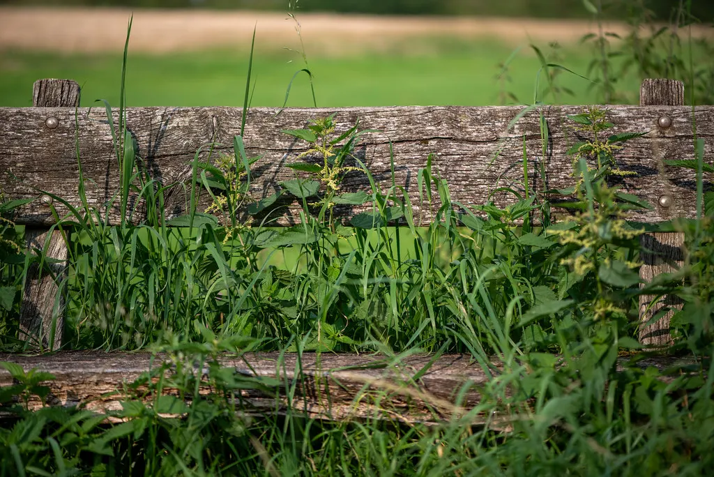 Vegetación y maleza en una finca