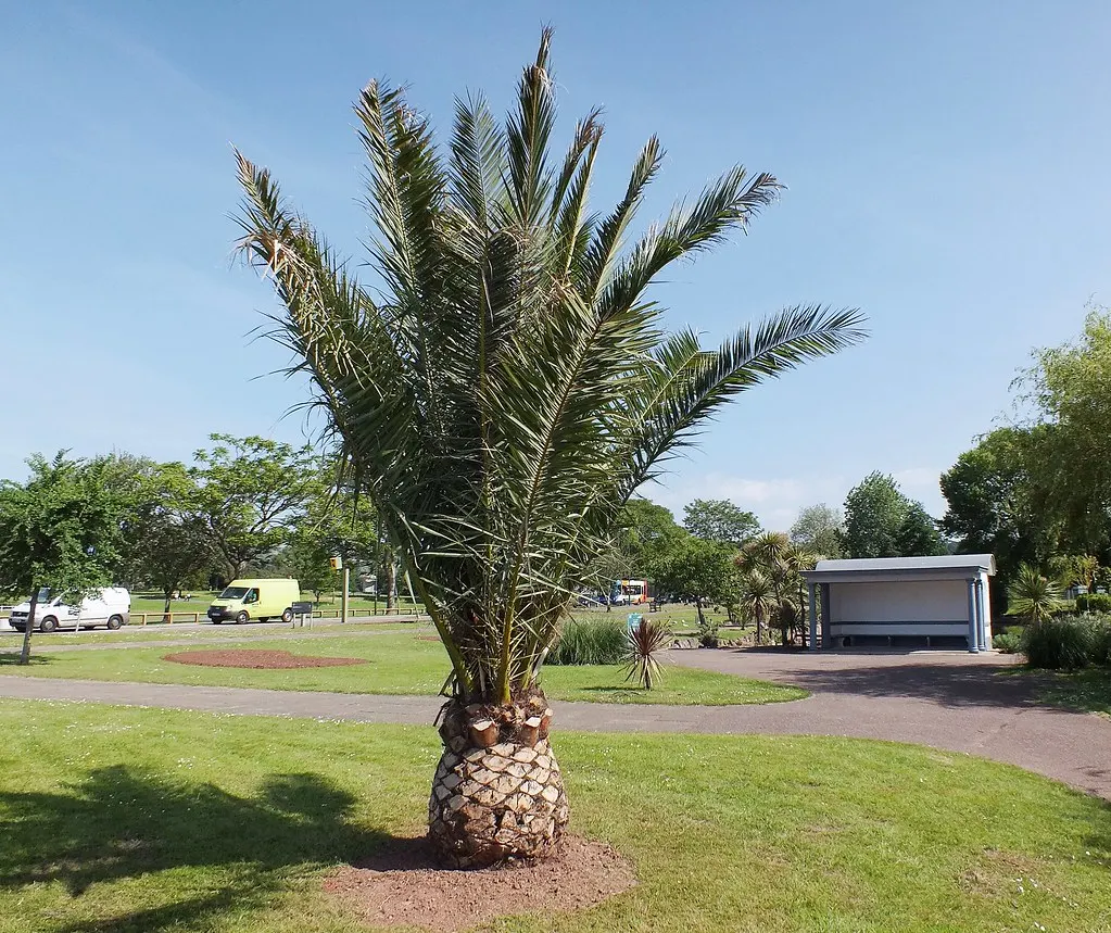 Árbol podado y con forma